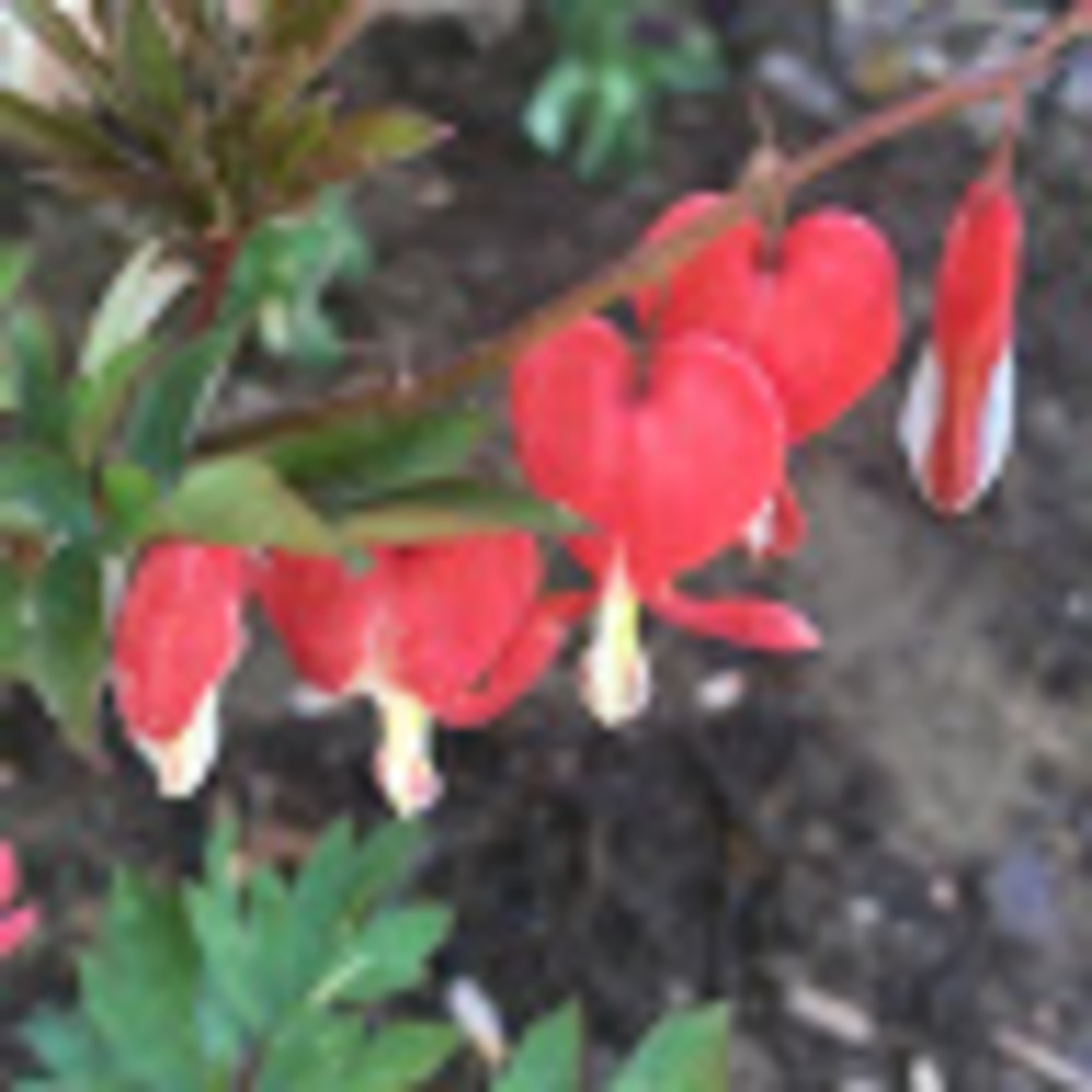 Meet your Posher, Suzanne